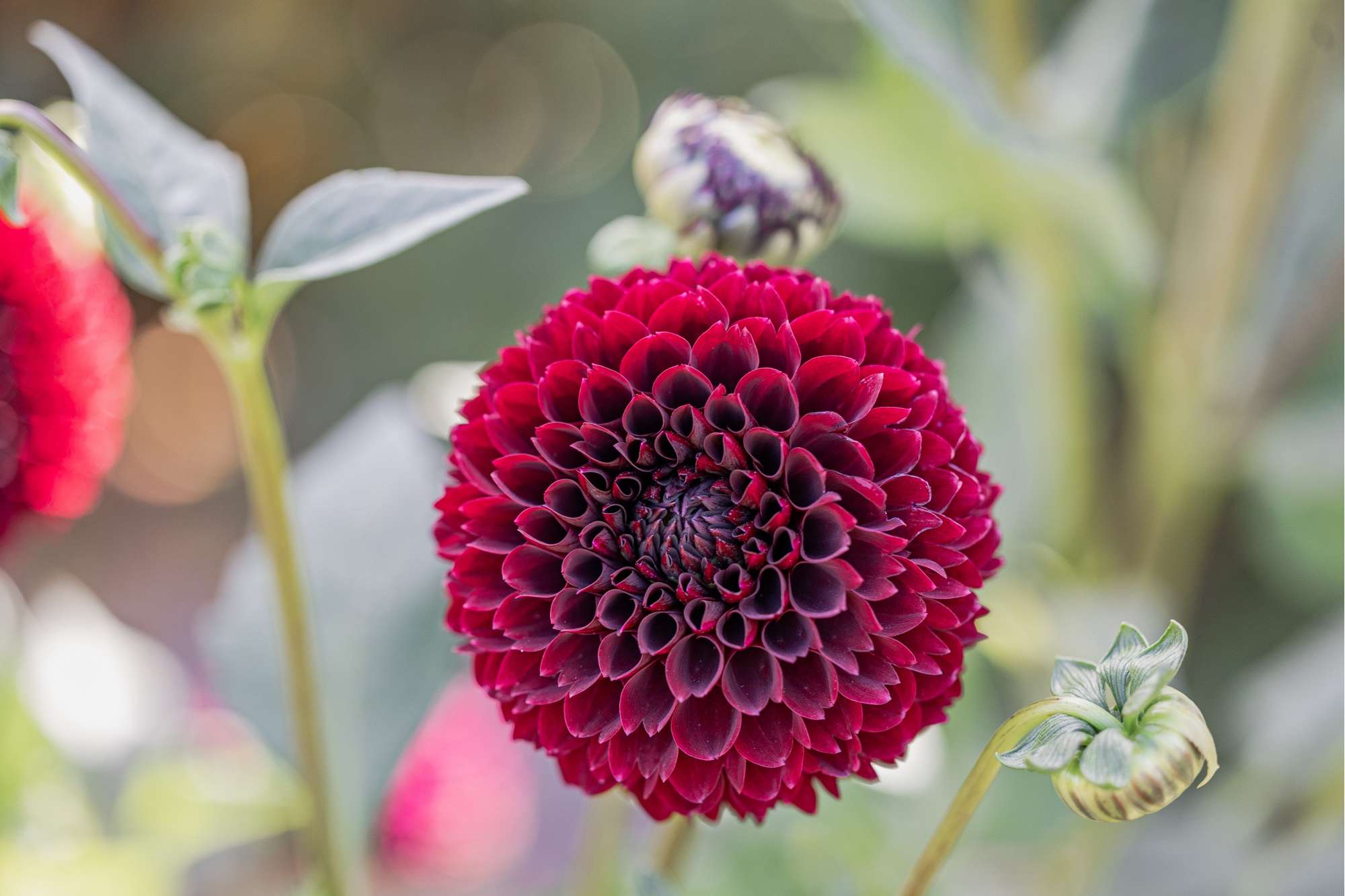 Dahlia 'Jowey Mirella'
